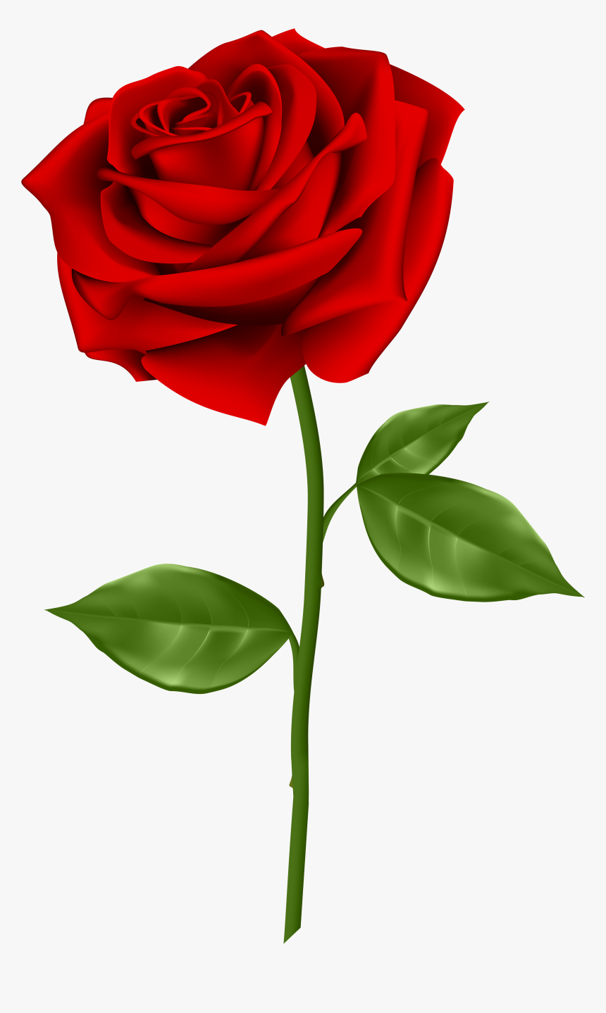 red rose clip