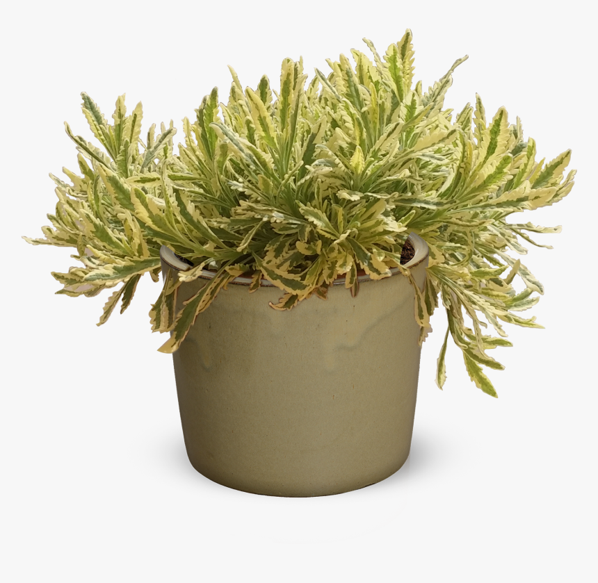 Ornamental Grass Png, Transparent Png, Free Download