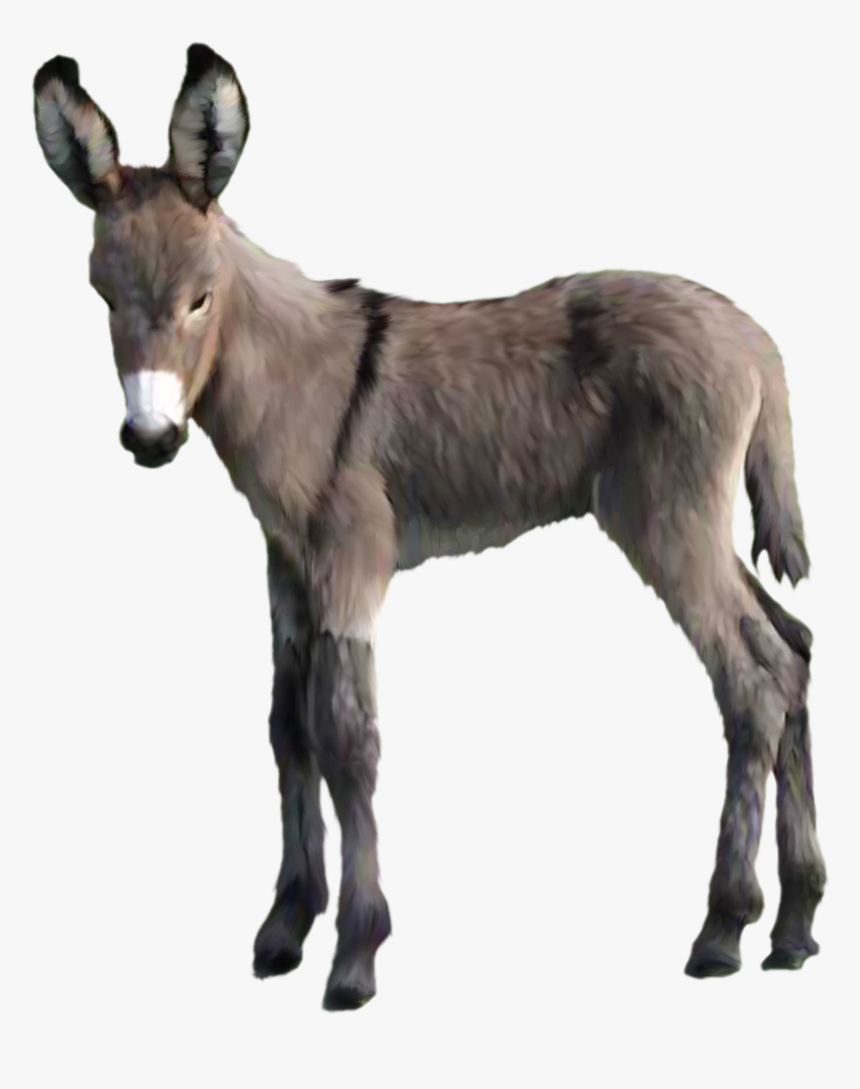 Donkey Free Png Image, Transparent Png, Free Download