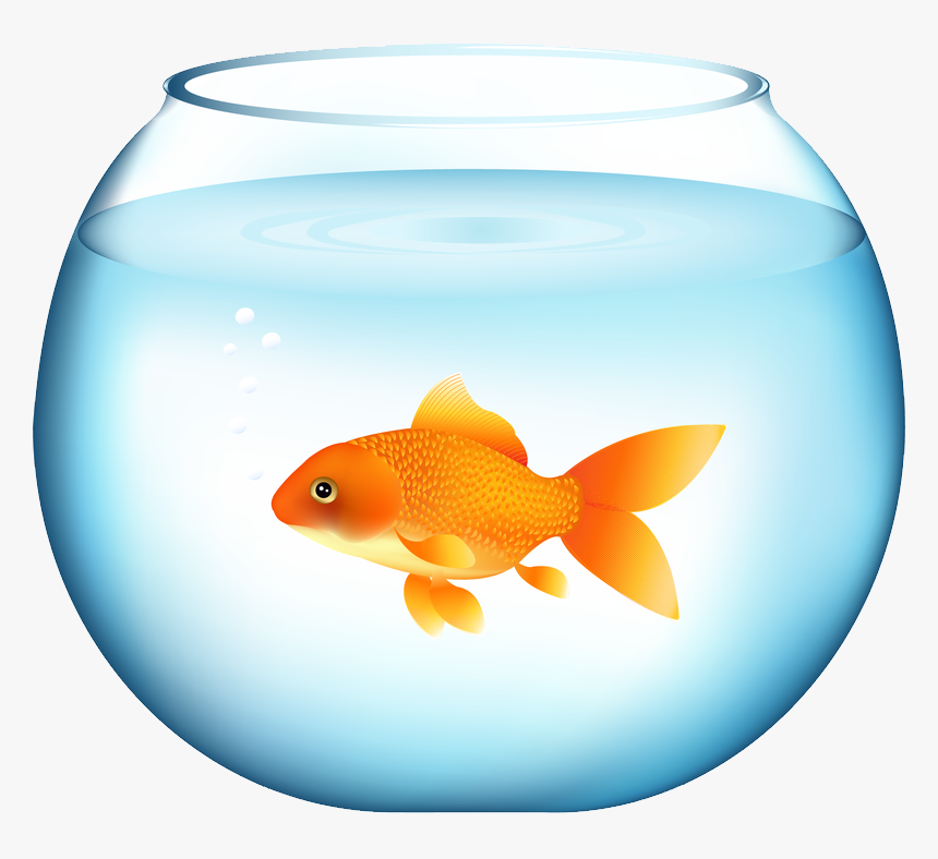 Goldfish Png, Transparent Png, Free Download