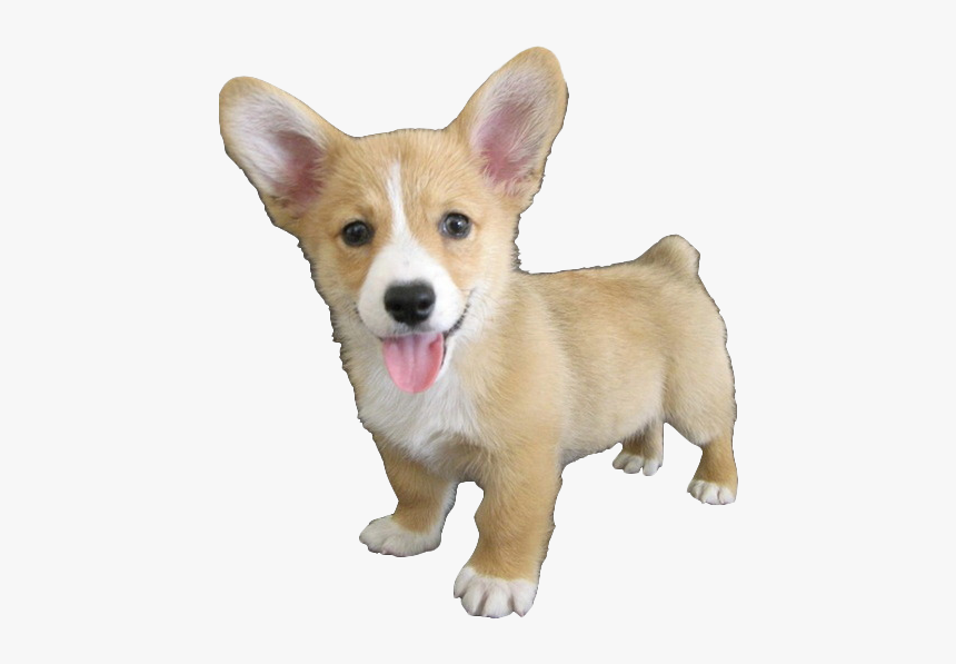 Featured image of post The Best 30 Transparent Corgi Silhouette