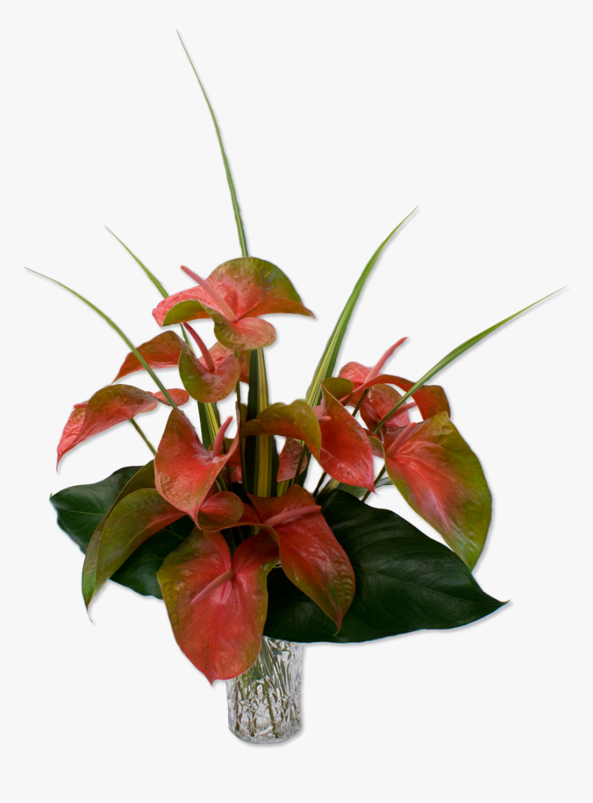 Cute Anthurium Pink Tropical Flower Lovely And Green, HD Png Download, Free Download