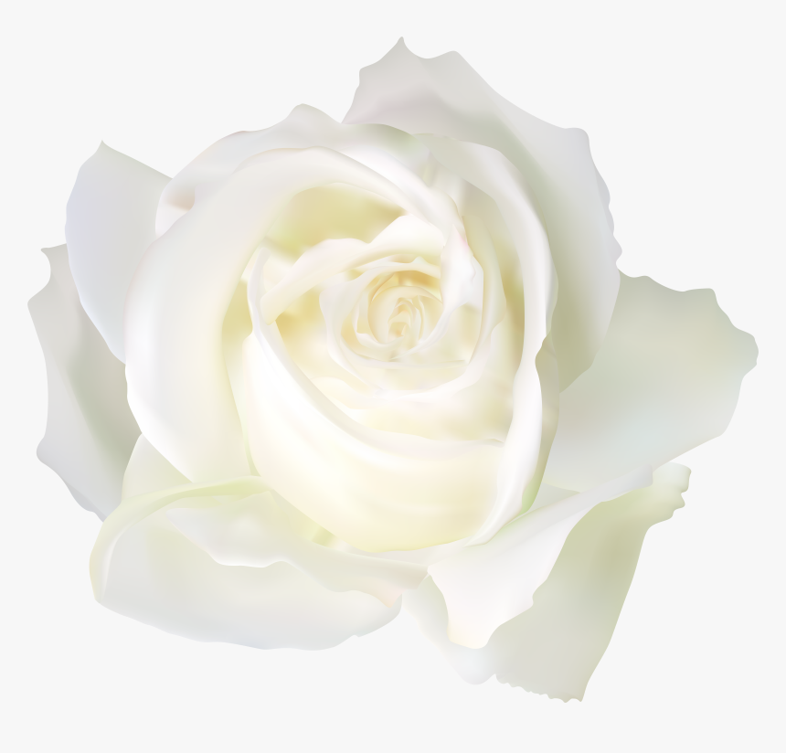 White Rose Png-, Transparent Png, Free Download