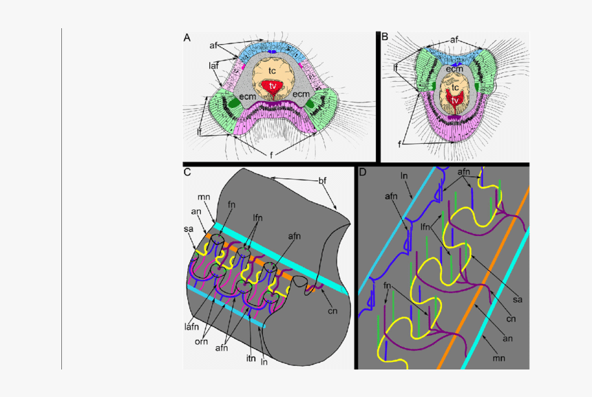 Schemes Of Innervation Of Tentacles And The Lophophore, HD Png Download, Free Download