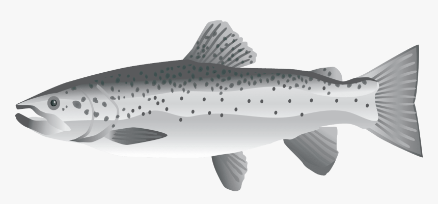 Salmon Png, Transparent Png, Free Download