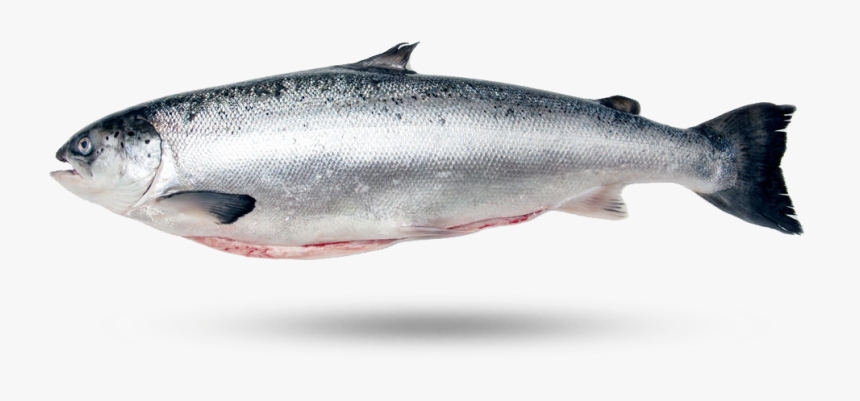 Scottish Salmon, HD Png Download, Free Download