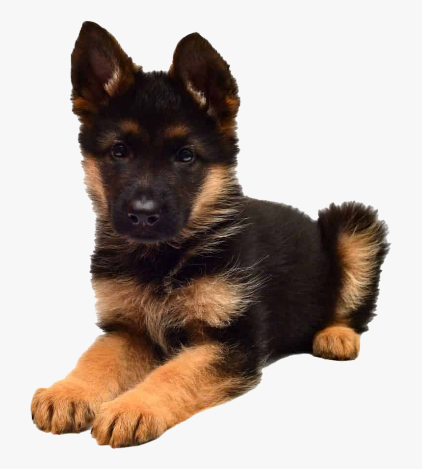 German Shepherd Puppy Png Picture, Transparent Png, Free Download