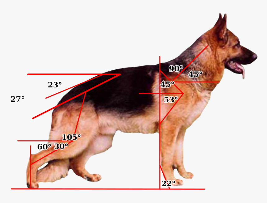 German Shepherd Png, Transparent Png, Free Download