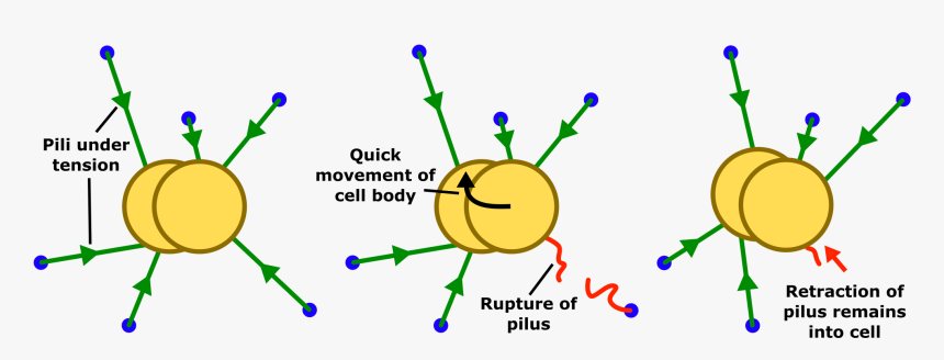 Twitching Motility Bacteria , Png Download, Transparent Png, Free Download