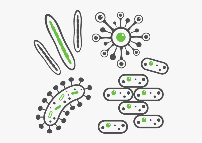 Graphics Of Bacteria That Cause Common Bacterial Infections, HD Png Download, Free Download