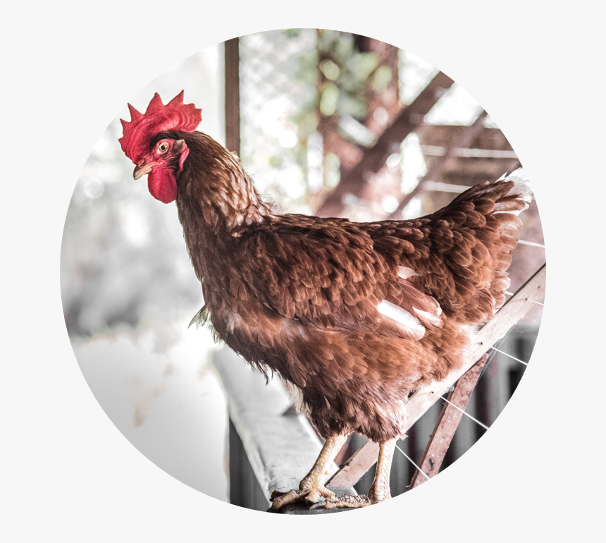 Rooster, HD Png Download, Free Download