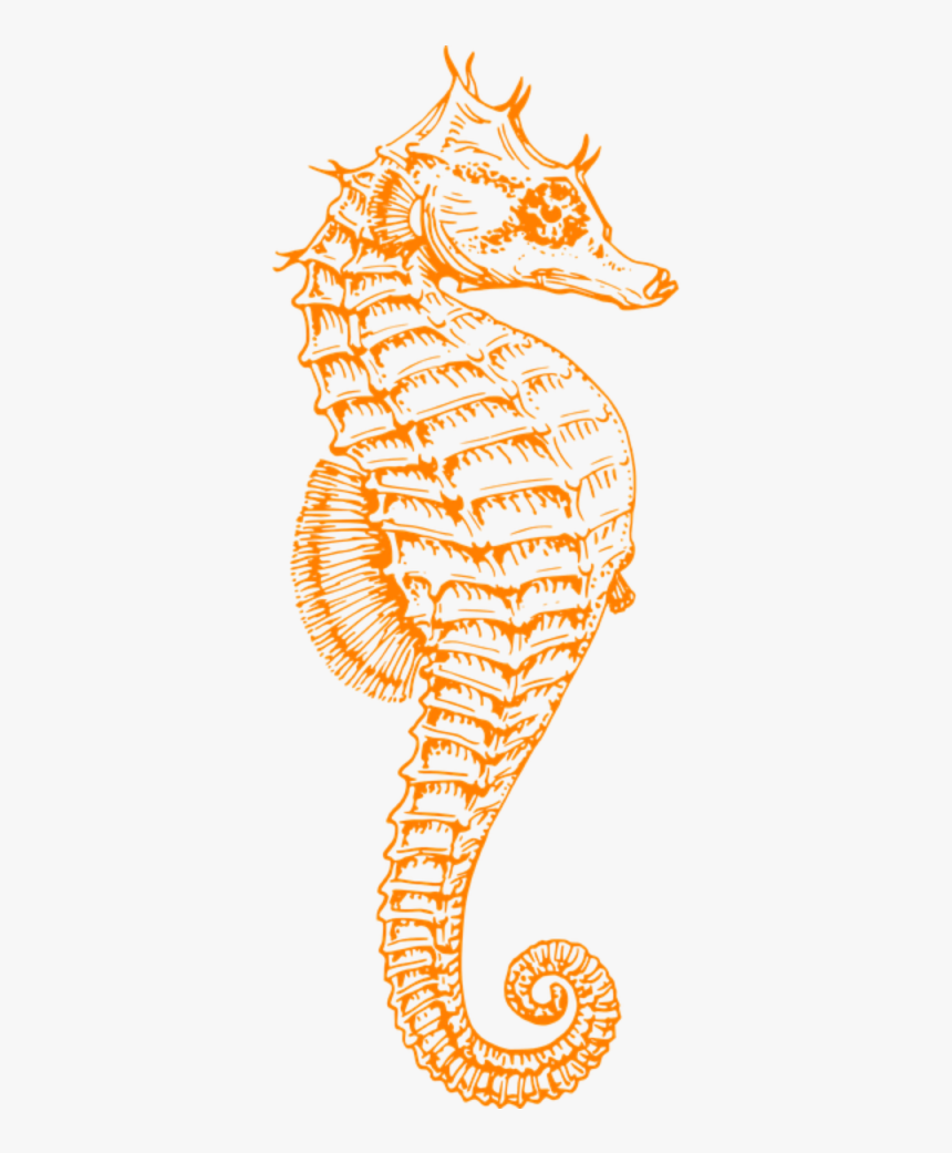 S Seahorse Clipart Png, Transparent Png, Free Download