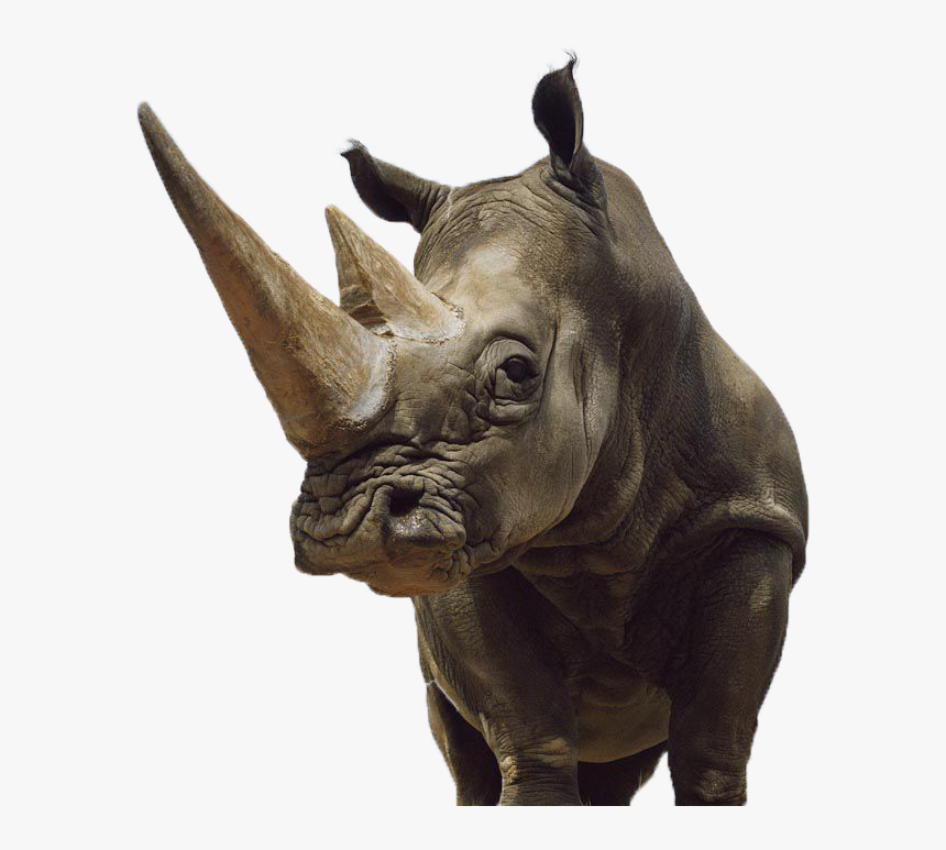 Rhinoceros Clipart Sumatran Rhino - Rinocerontes Salvajes, HD Png Download, Free Download