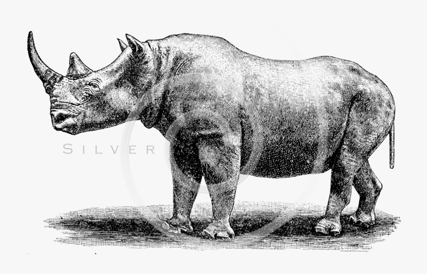 Rhino Png , Png Download - Illustration, Transparent Png, Free Download