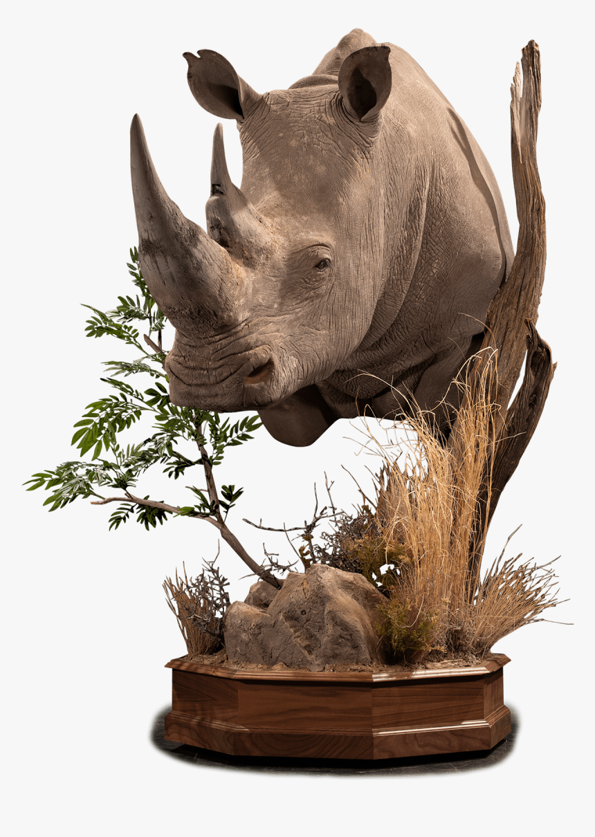 Black Rhinoceros, HD Png Download, Free Download