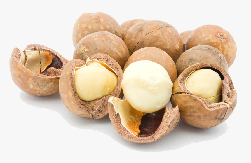 Macadamia Nuts Png Picture - Macadamia Nuts Png, Transparent Png, Free Download