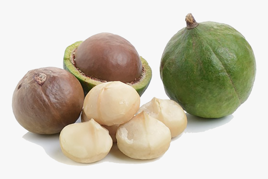 Macadamia Nuts Free Png Image - Macadamia, Transparent Png, Free Download