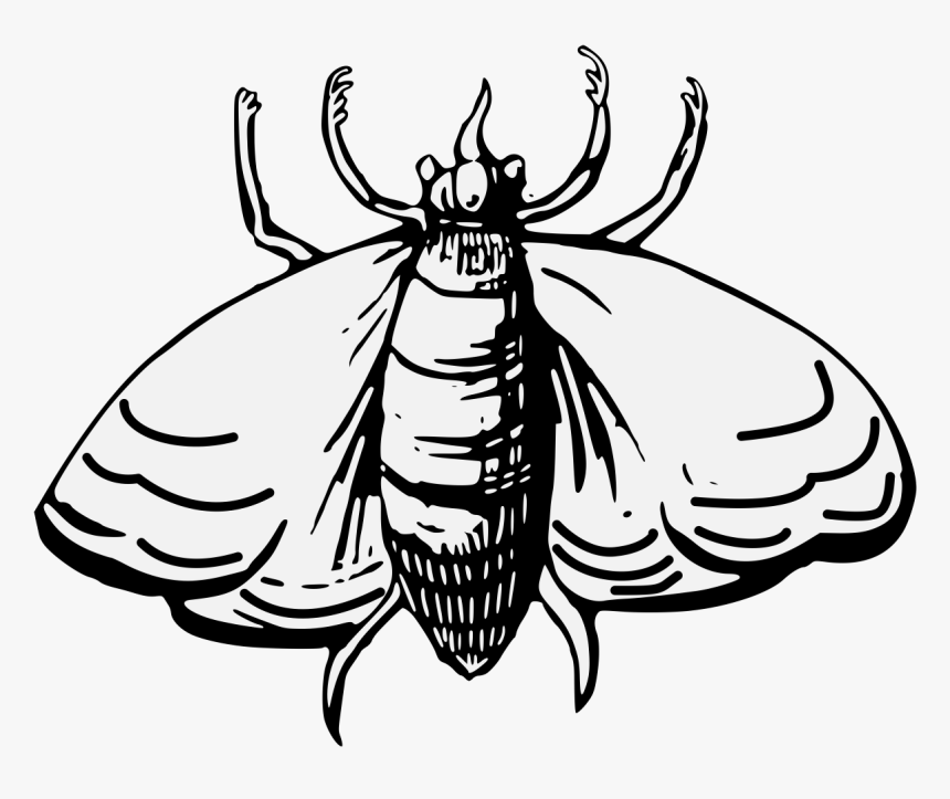 Moth, HD Png Download, Free Download