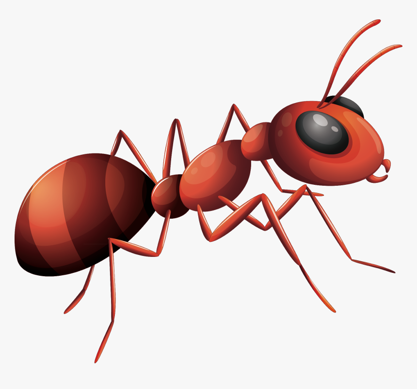 Ant Png, Transparent Png, Free Download