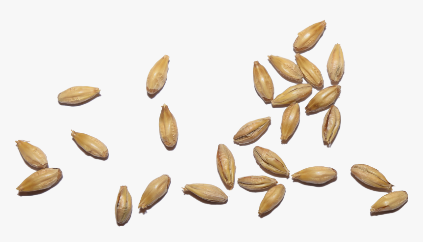 Malt Grain Png , Png Download - Malt Grain Png, Transparent Png, Free Download