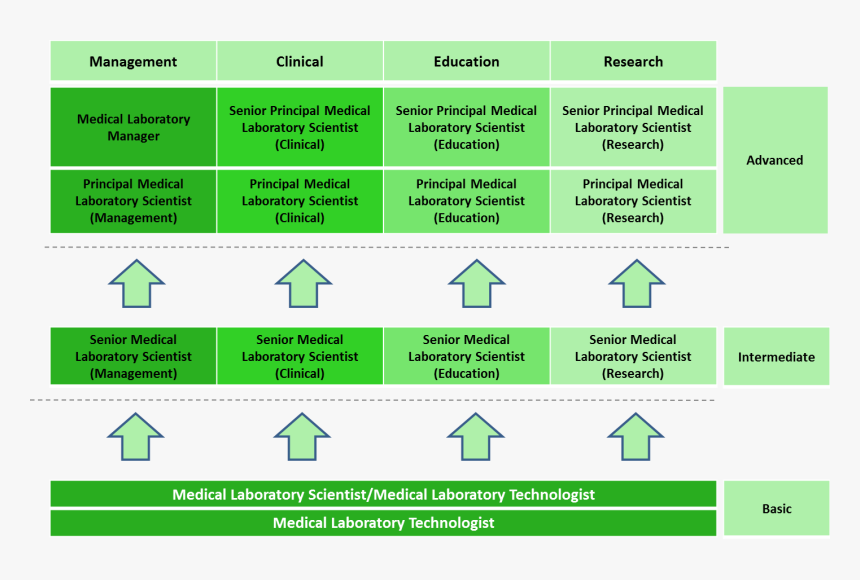 Transparent Path Png - Career Pathway Medical Laboratory Scientist, Png Download, Free Download