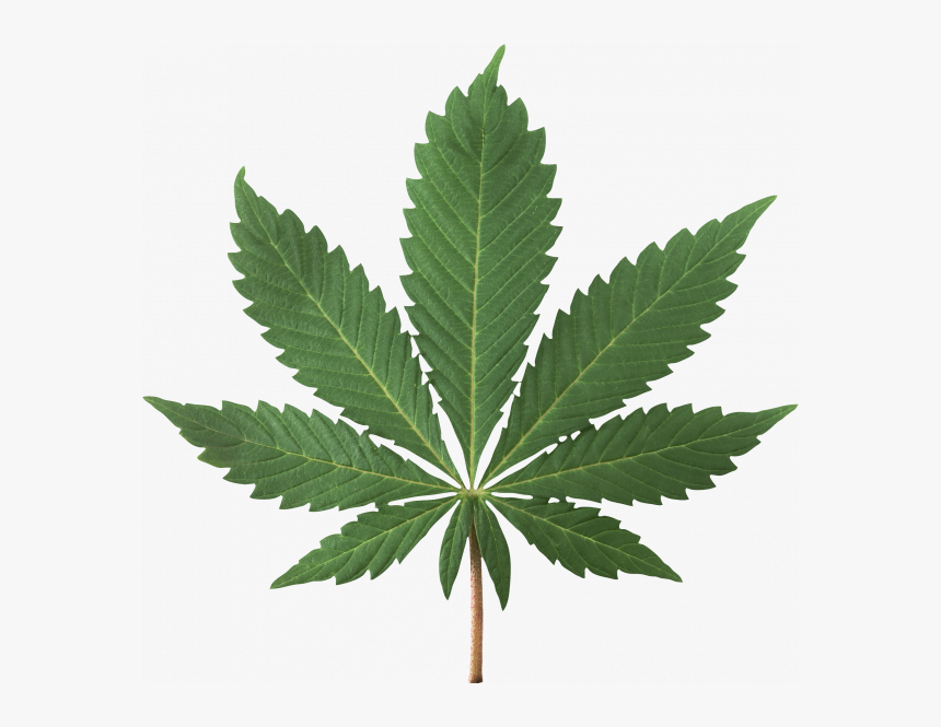 Transparent Weed Leaf Png, Png Download, Free Download