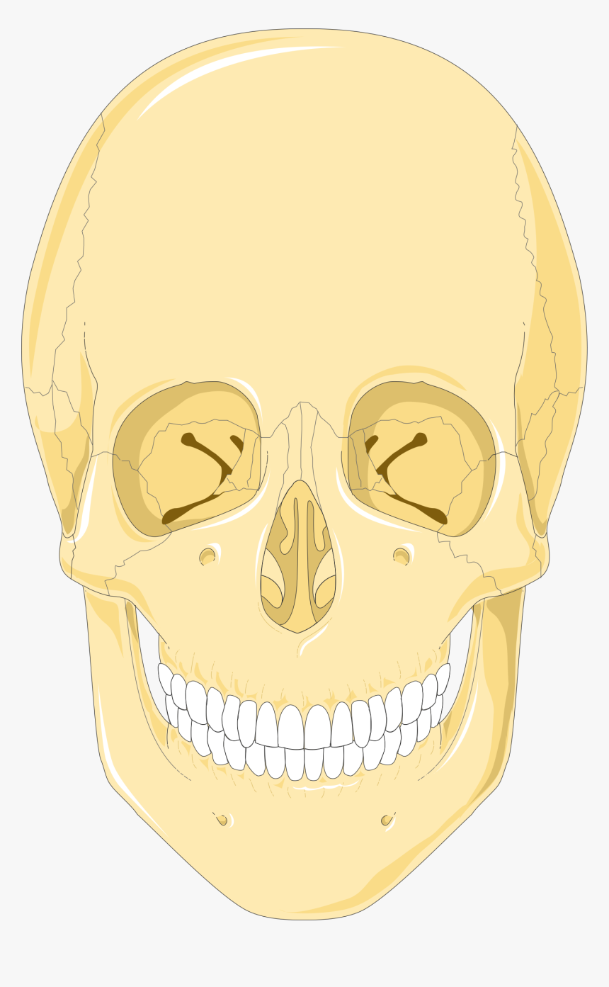 Skulls 1 Smart Servier - Skull, HD Png Download, Free Download