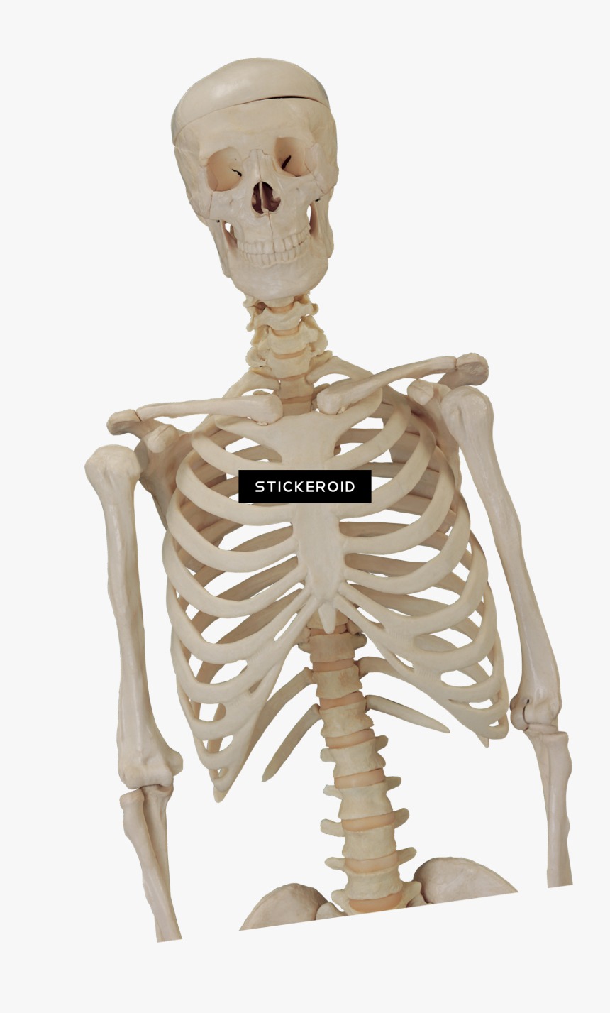 Skull Skeleton Skulls - Skeleton Body Png, Transparent Png, Free Download