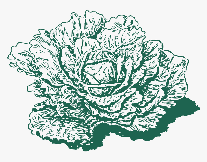 Dutch Cabbage Clip Arts - Cabbage Draw Png, Transparent Png, Free Download