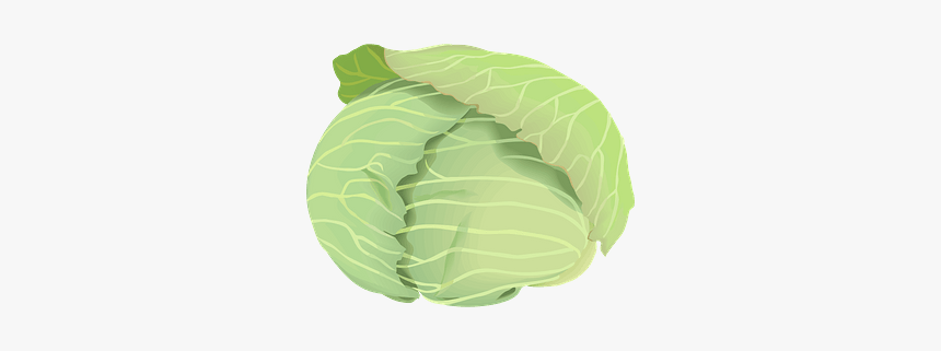 Cabbage Vegetable Clipart 野菜 キャベツ イラスト 無料 Hd Png Download Kindpng