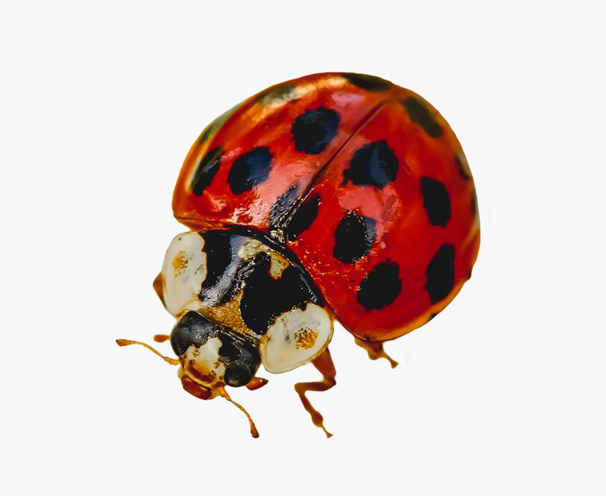 Picture Of Ladybug - Ladybug, HD Png Download, Free Download