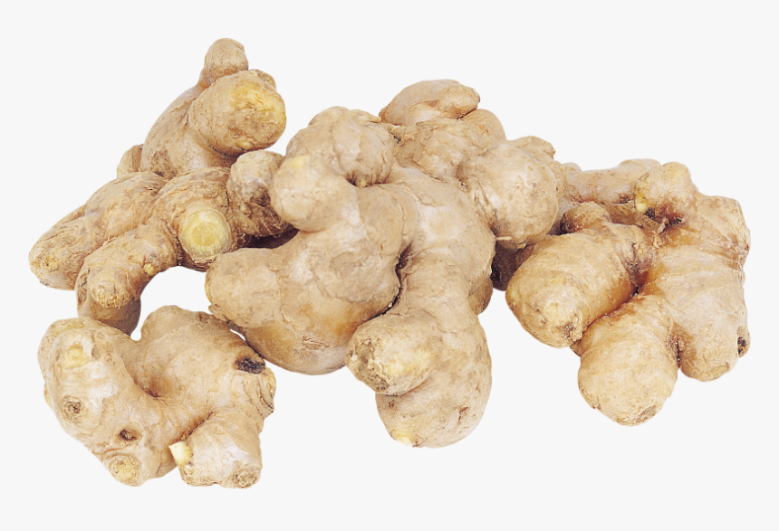 Greater Galangal, HD Png Download, Free Download