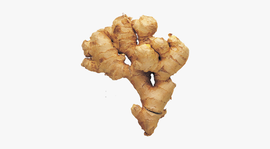 Greater Galangal, HD Png Download, Free Download