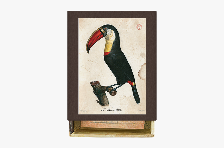 Toucan, HD Png Download, Free Download