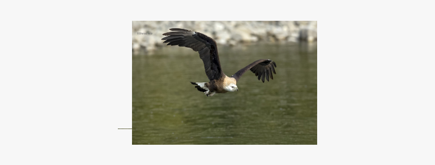 Osprey, HD Png Download, Free Download