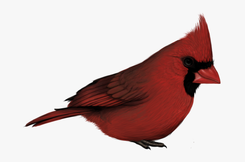 Cardinal Png With No Background - Cardinal Bird No Background, Transparent Png, Free Download