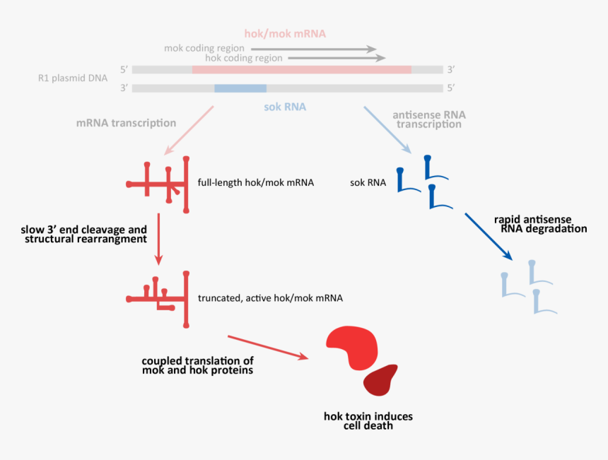 Diagram, HD Png Download, Free Download