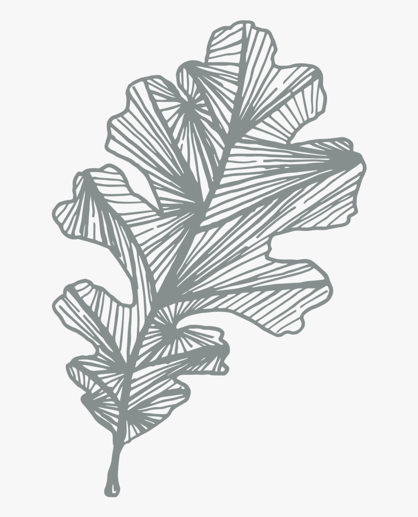 Leaf-moss - Sketch, HD Png Download, Free Download