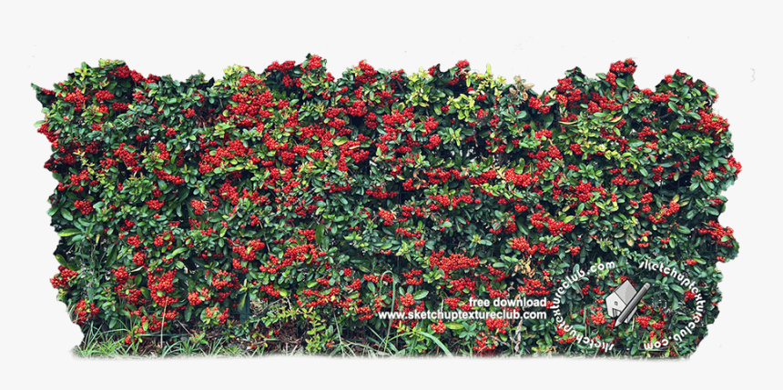 18709 Cut-out Autumnal Hedge Texture, HD Png Download, Free Download