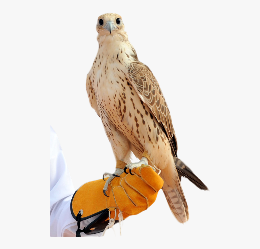 صقر Hd , Png Download - Arabic Falcon, Transparent Png, Free Download