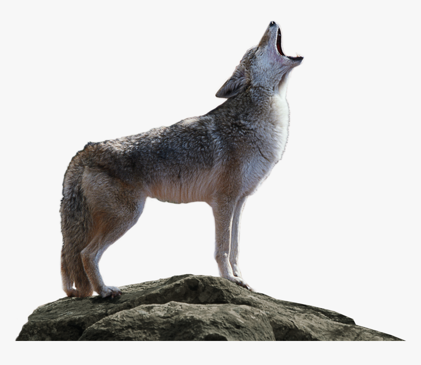 Coyote Png Transparent , Png Download - Coyote Png, Png Download, Free Download