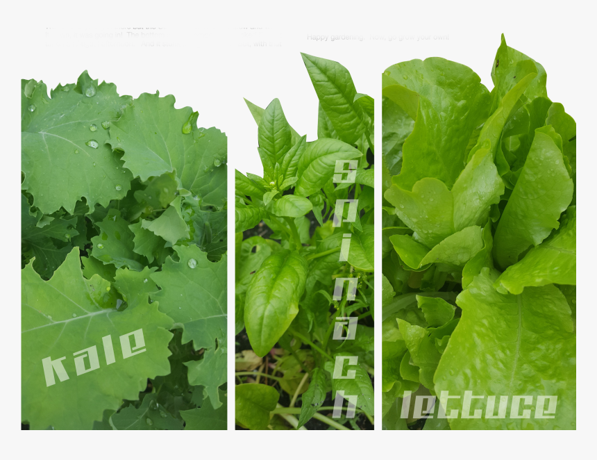 Transparent Spinach Leaf Png - Cash Crop, Png Download, Free Download