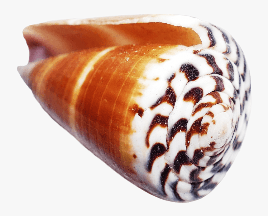 Free Png Ocean Sea Shell Png Images Transparent - Seashell, Png Download, Free Download