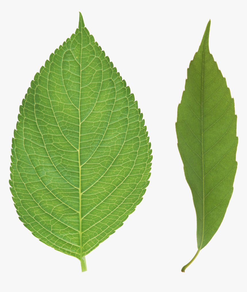 Free Leaf Png, Transparent Png, Free Download