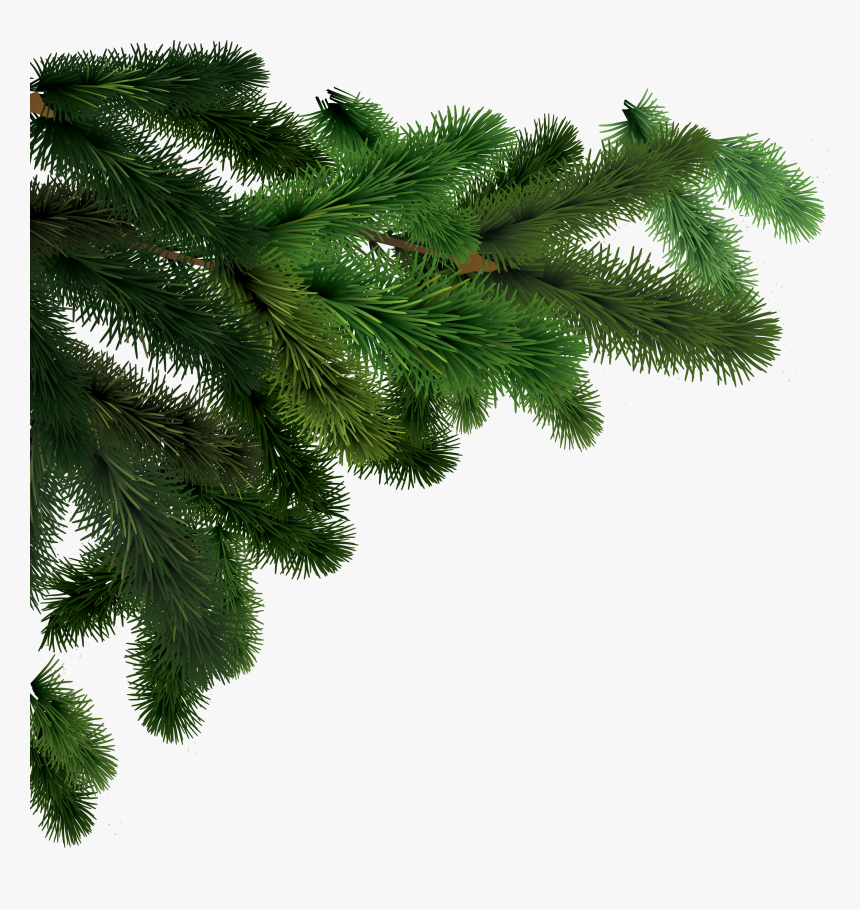 Transparent Evergreen Tree Png - Christmas Tree Branch Png, Png Download, Free Download