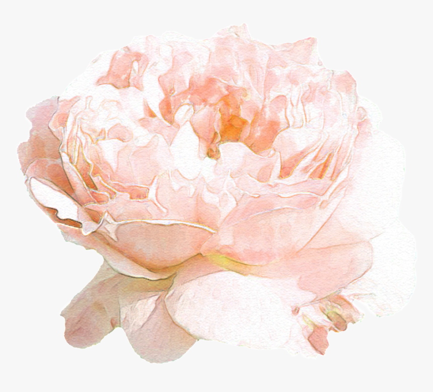 Hand Drawn Beautiful Flowers Png Transparent - Garden Roses, Png Download, Free Download