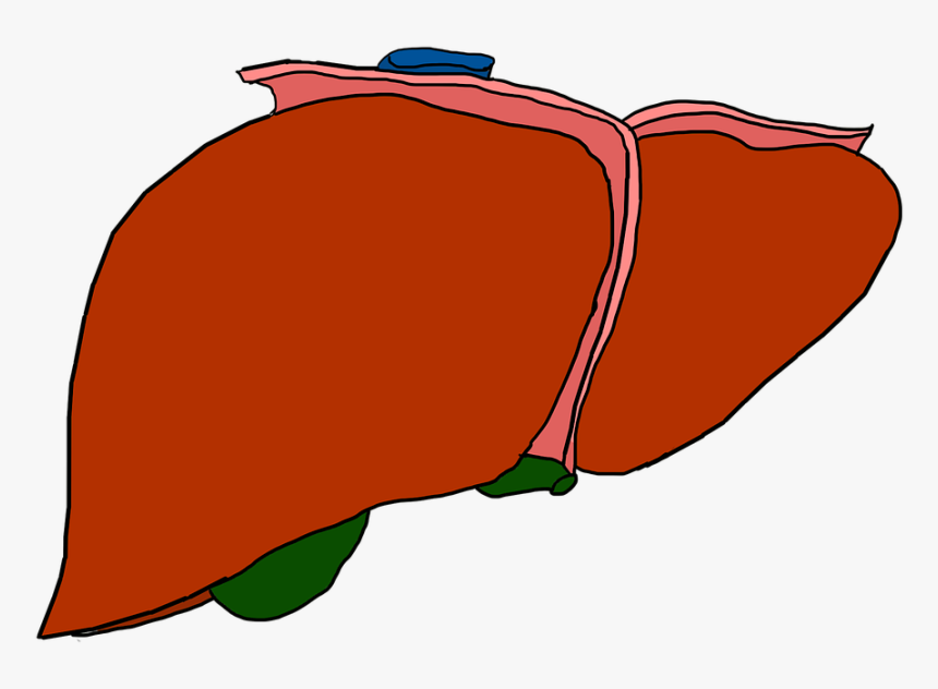 Hígado, Órgano, Anatomía, Brown, De La Vesícula Biliar - Cartoon Liver No Background, HD Png Download, Free Download