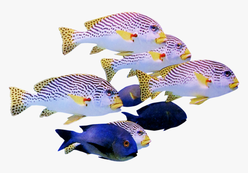 Fish Transparent School, HD Png Download, Free Download