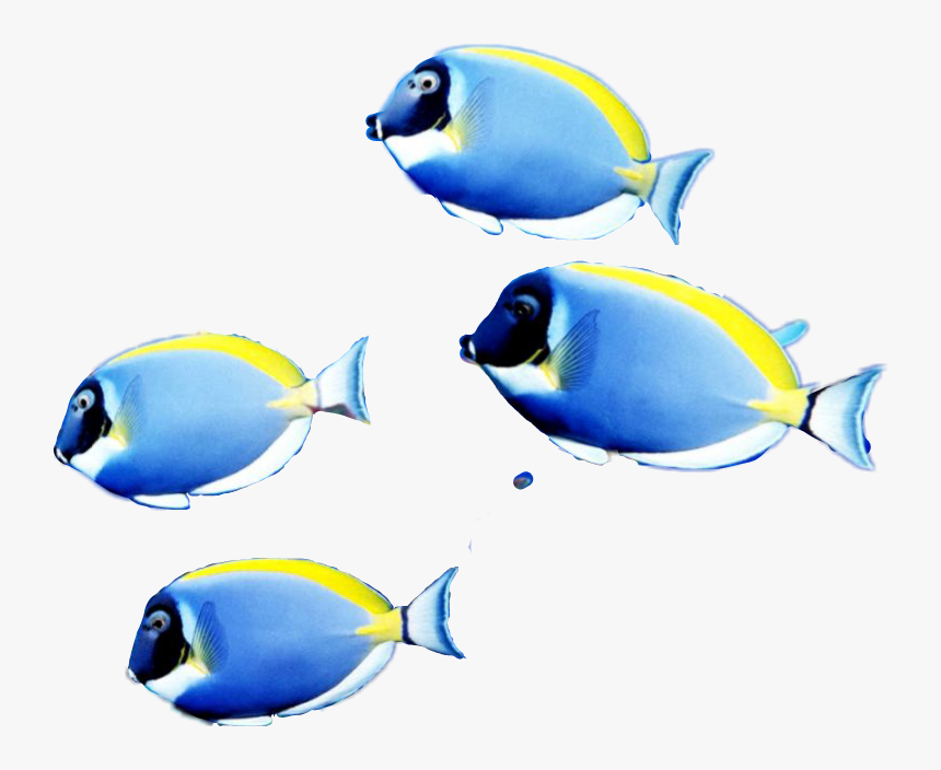 #picsartstickers I Just Made This School Of Fish Sticker - Coral Reef Fish, HD Png Download, Free Download