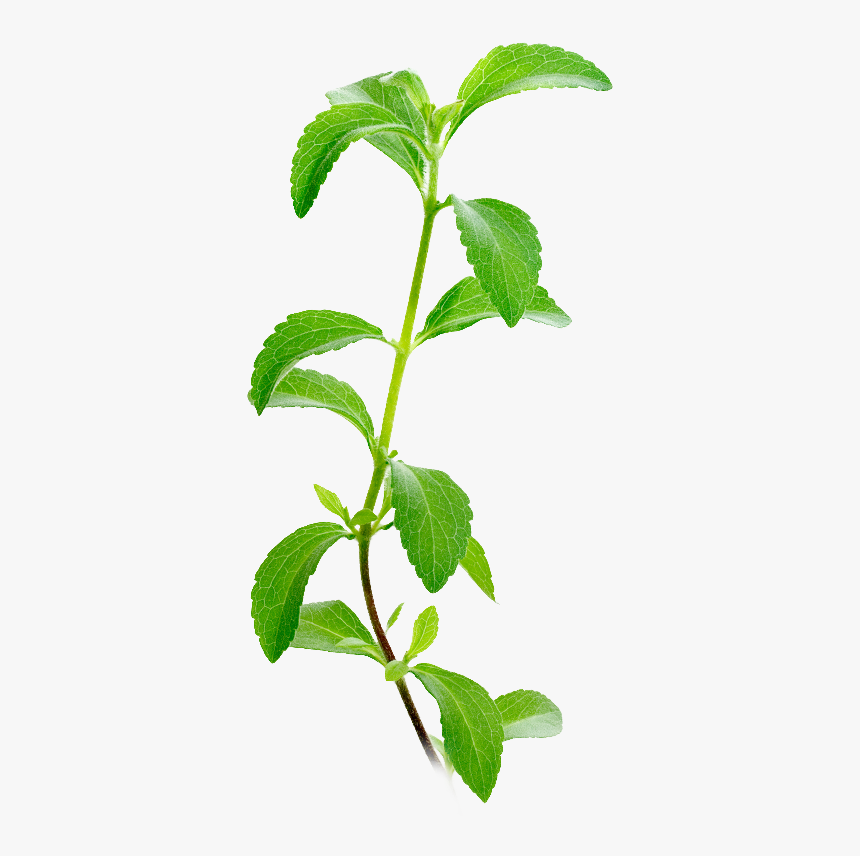 Stevia Plant Facts - Stevia Leaf, HD Png Download, Free Download